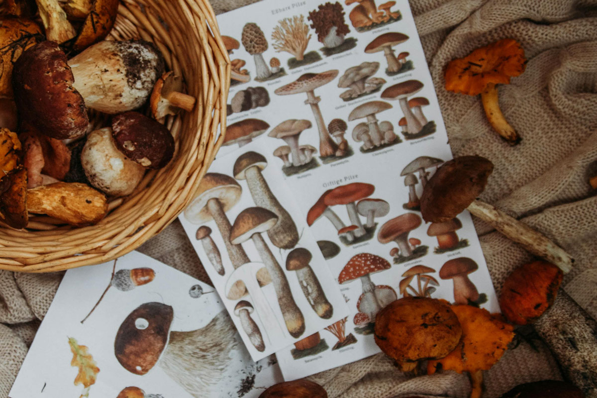 Autumn is mushroom time in Spain